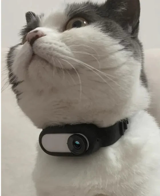 Paw Cam Wireless Pet Collar - Trendy Sassy Stylish